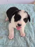 Saǧlıklı Safkan Border Collie Yavrular  - fotoğraf 4