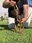 A sc kıng doberman yavrumuz