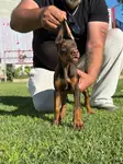 A sc kıng doberman yavrumuz - fotoğraf 2