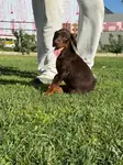 A sc kıng doberman yavrumuz - fotoğraf 3