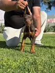 A sc kıng doberman yavrumuz - fotoğraf 4