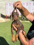 A sc kıng doberman yavrumuz - fotoğraf 5