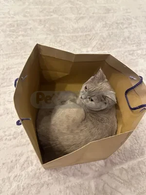 Kedim Ela - fotoğraf 3