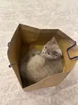 Kedim Ela - fotoğraf 3