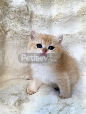 İlan Fotoğrafı