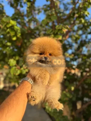 İlan Fotoğrafı