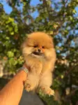 AYI SURAT POMERANİAN BOO YAVRULARI