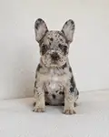 Fawn merle dişi frenc Bulldog yavrumuz y