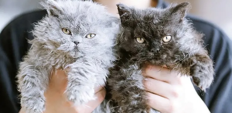 Kıvırcık Tüylü Kediler: Selkirk Rex ve LaPerm Irklarının Sırrı