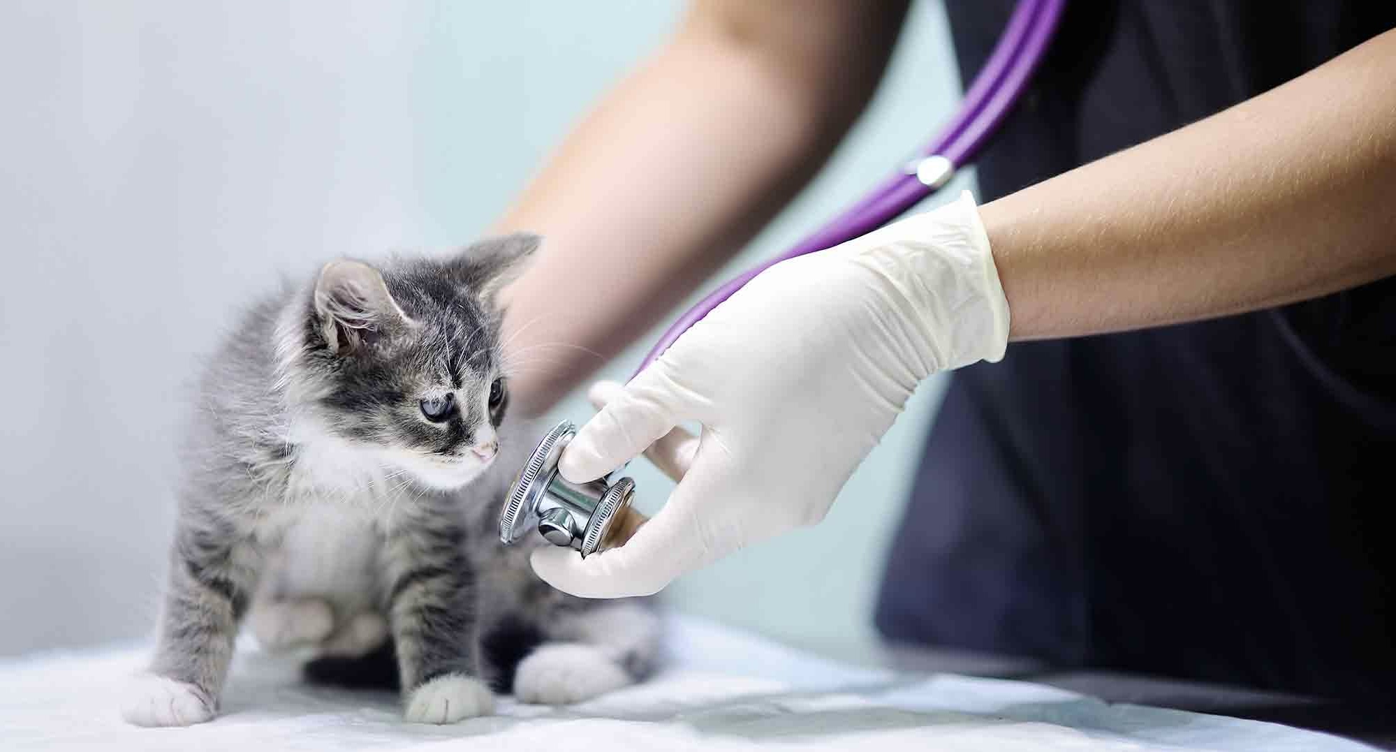 Kedilerde Sessiz Hastalıklar: Erken Belirtiler ve Önemli İpuçları