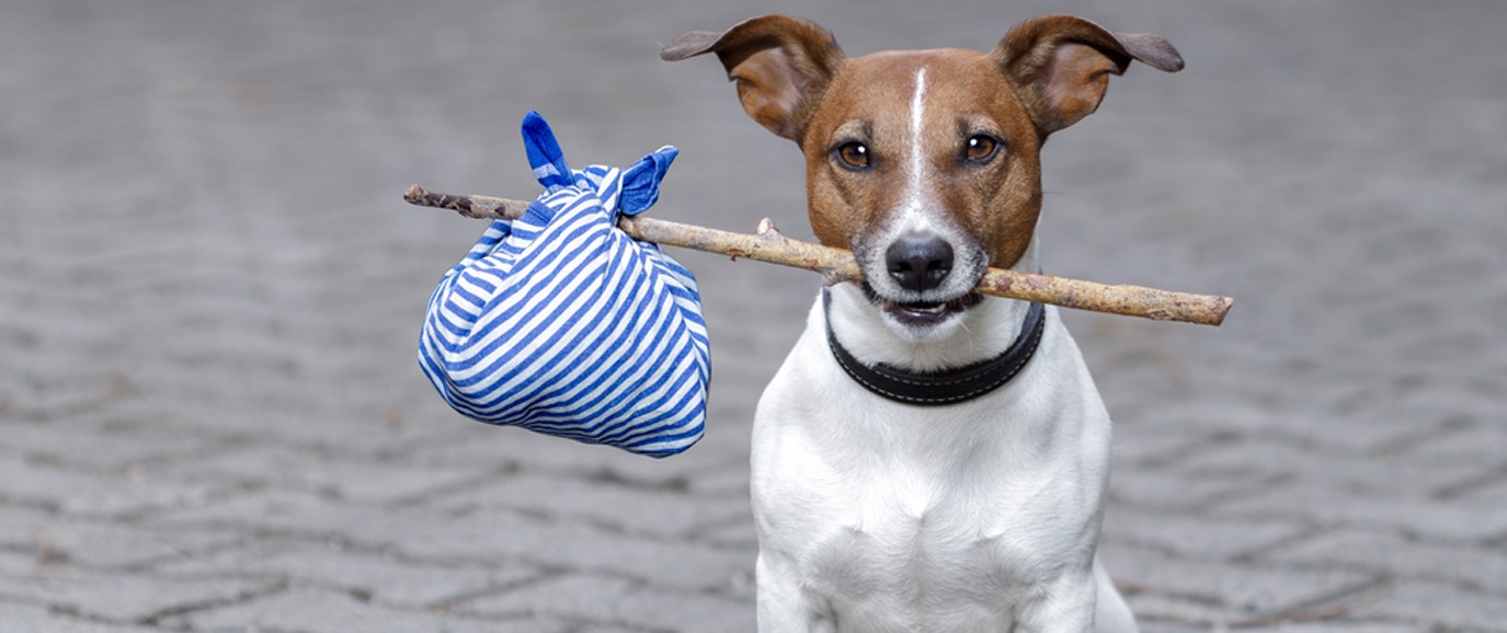 Kaybolup da Evini Bulan Hayvanlar: Sezgi mi, Sevgi mi?