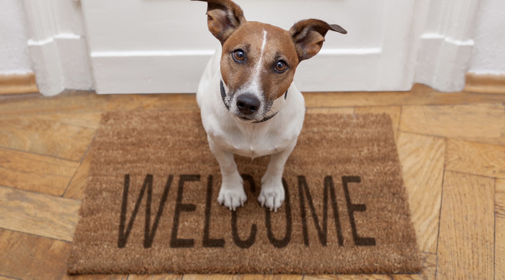 🏙️ Apartman Dairesinde Evcil Hayvanlarla Yaşam: Dikkat Edilmesi Gerekenler