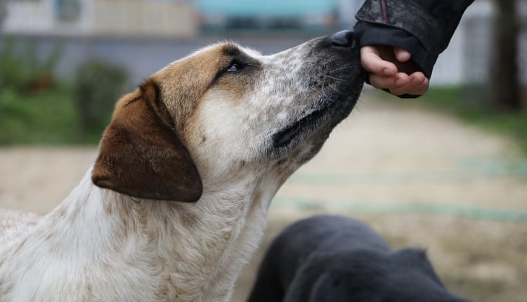 Köpekler Neden Sadece Bazı İnsanları Sevmez? | Duygular, Koku ve Güvenin Bilimi