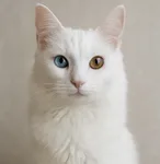 Ankara Kedisi