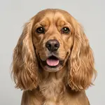 Amerikan Cocker