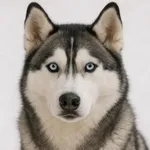 Sibirya Kurdu (Husky)