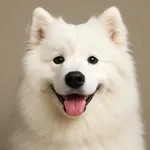 Samoyed
