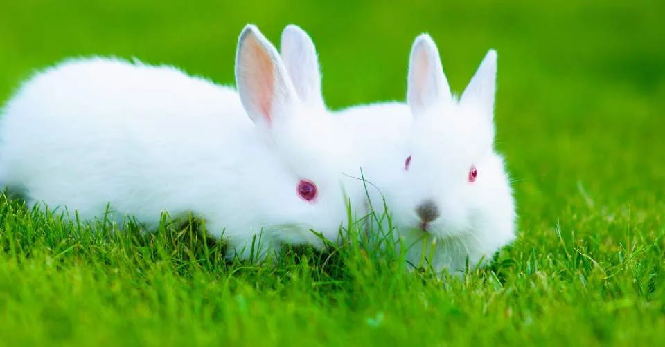 Comprehensive Guide to Responsible Rabbit Breeding