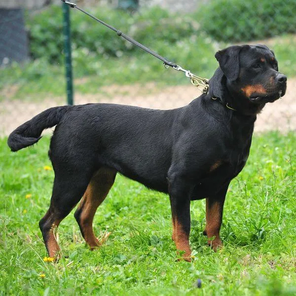 Rottweiler For Sale | Petmeetly