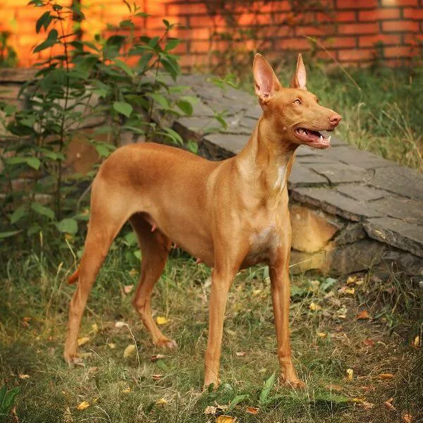 Pharaoh Hound For Sale | Petmeetly