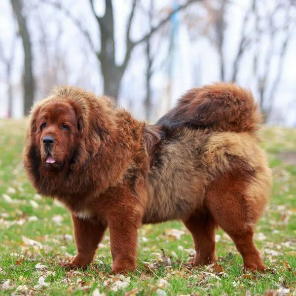  Tibetan Mastiff For Sale | Petmeetly