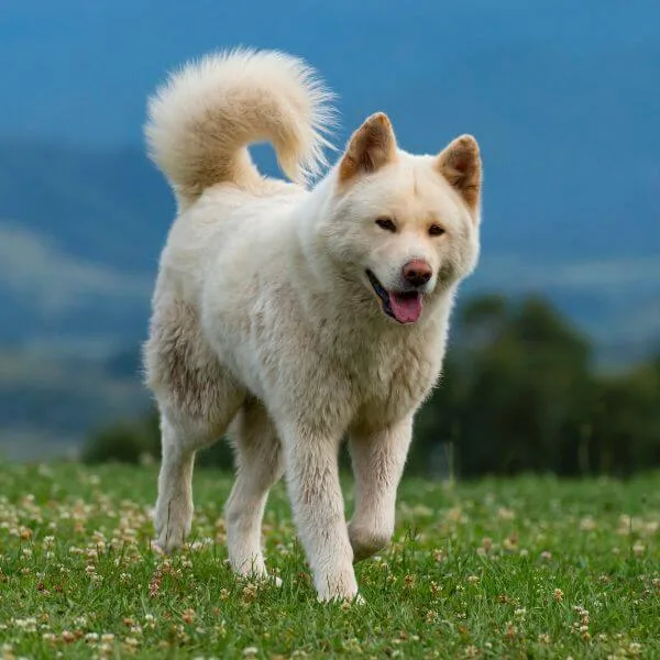 Akita For Sale | Petmeetly