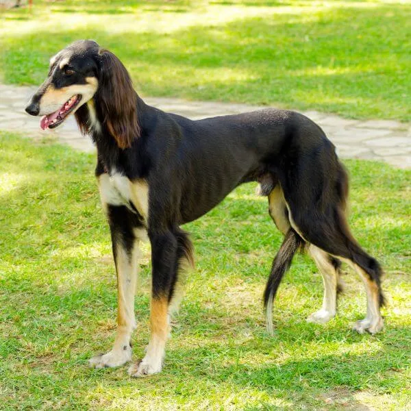 Saluki For Sale | Petmeetly