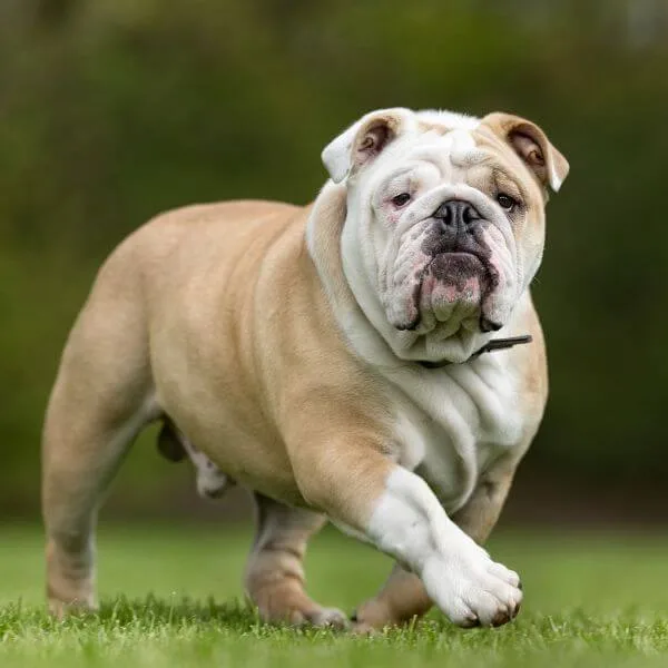 English Bulldog For Sale | Petmeetly