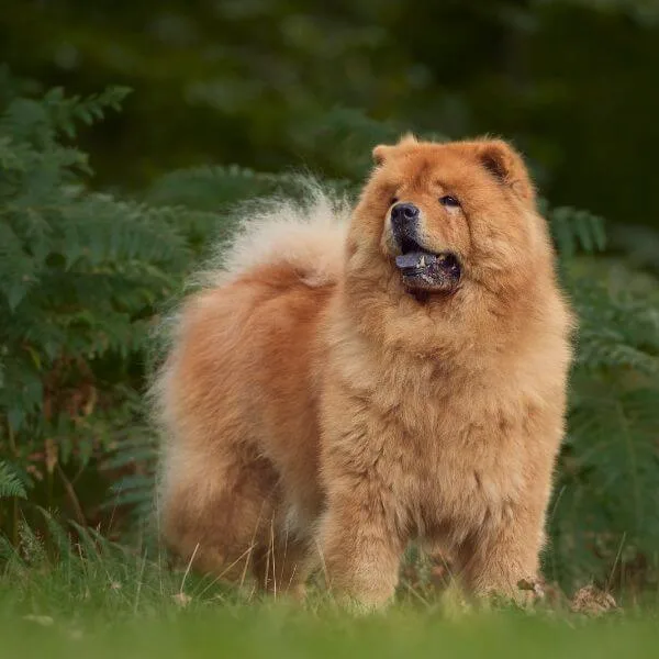 Chow Chow For Sale | Petmeetly
