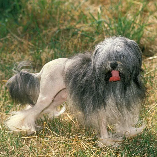 Lowchen For Sale | Petmeetly