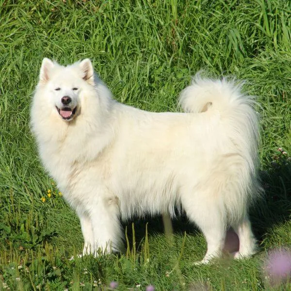 Samoyed For Sale | Petmeetly