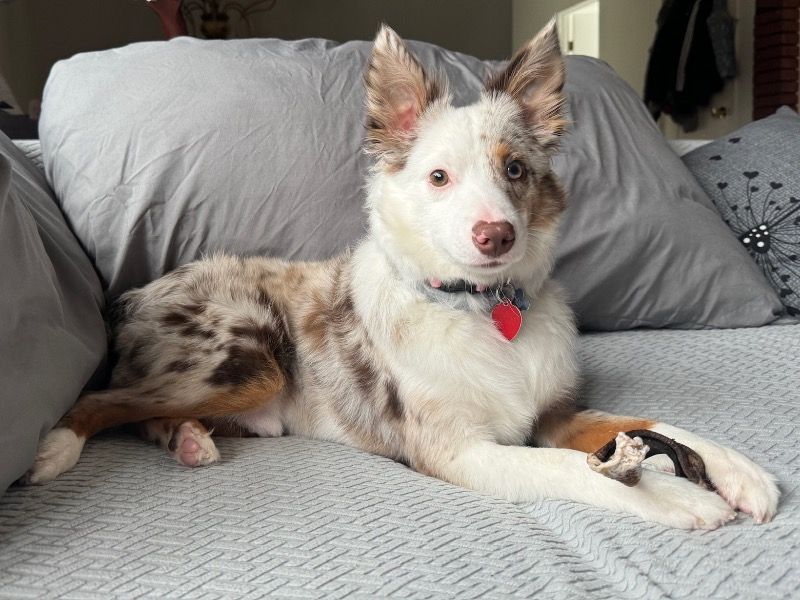 Miniature Australian Shepherd 1 year 9 months old male medium named Ollie for breeding in Nassau County, New York | Petmeetly