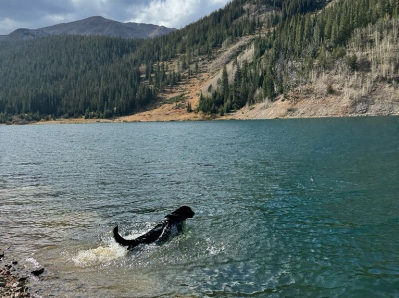 Labrador Retriever 8 years 1 month old male large named Jameson for breeding in Jefferson County, Colorado | Petmeetly