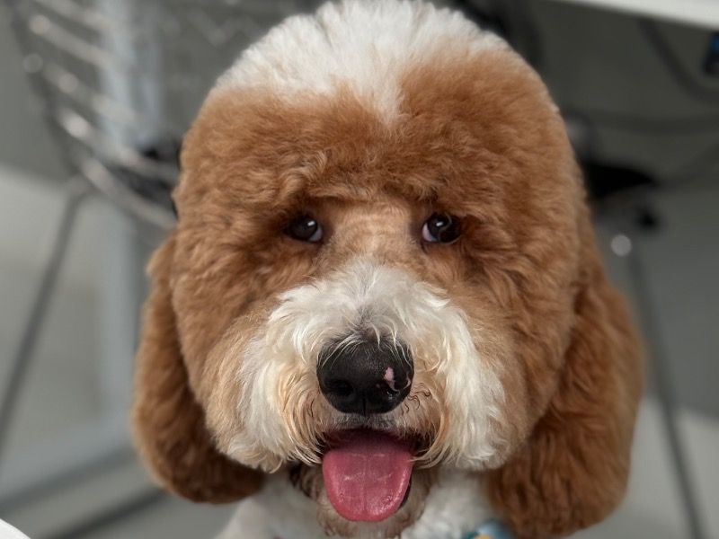 Lolalo - Standard Poodle | Petmeetly