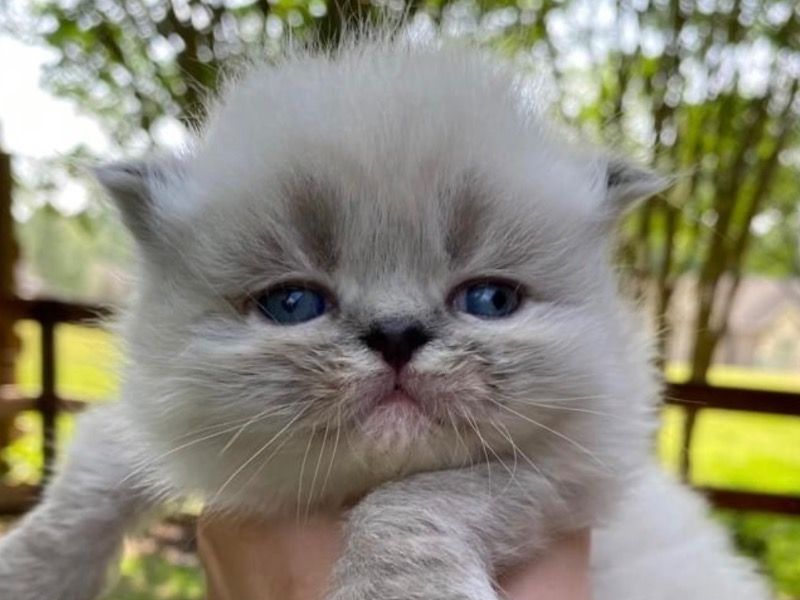 Aslan – Persian Stud Cat for Breeding in Texas | Proven Stud, Vaccinated