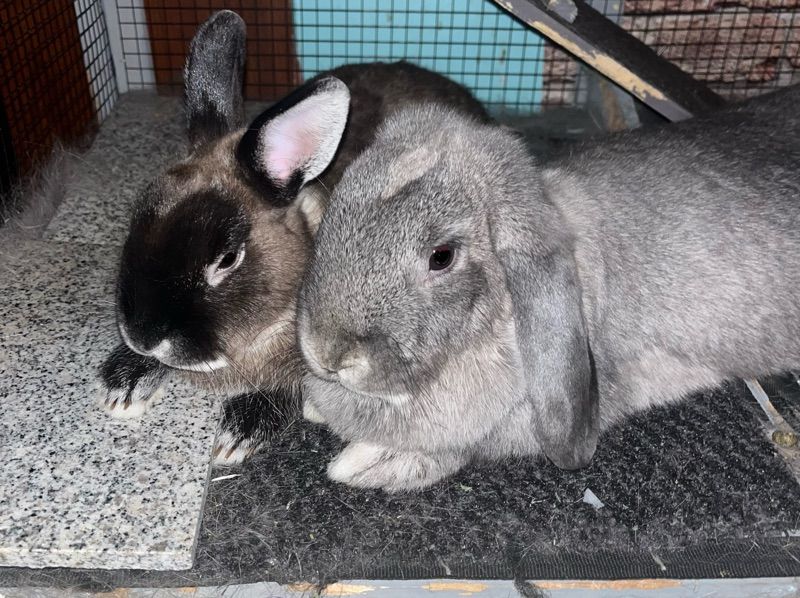 Bubbas/delilah