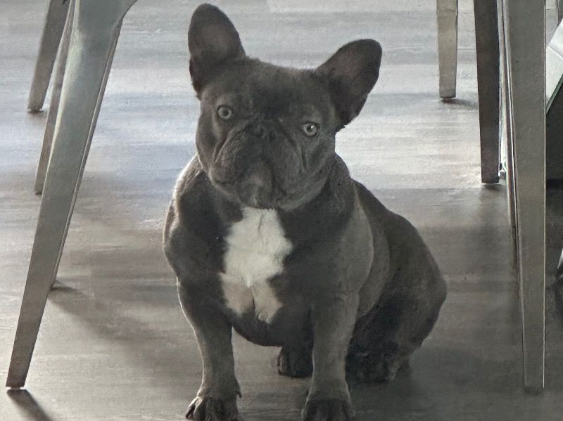 Diamond – French Bulldog Female Dog for Sale in California | Vaccinated