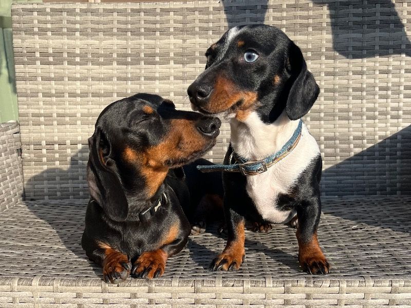 Miniature Dachshund 5 years 9 months old male small named Duncan for breeding in Lancashire, England | Petmeetly