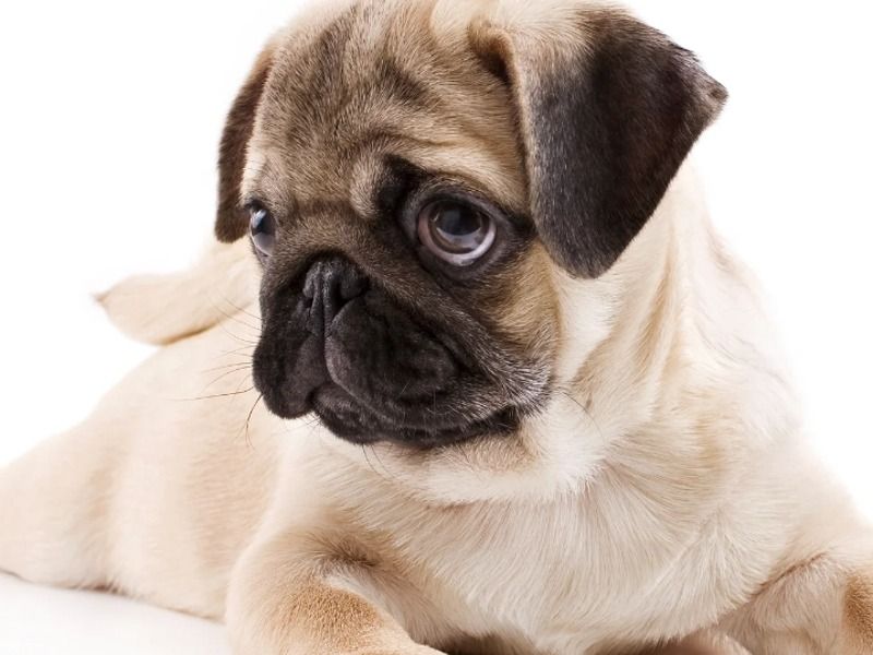 Julie - Afador | Petmeetly