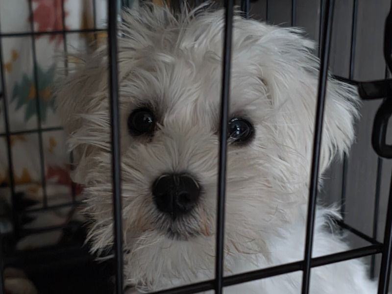 Yoshi - Miniature Schnauzer | Petmeetly