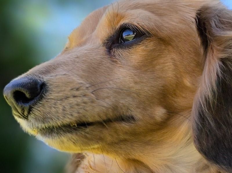 Dachshund 6 years old female small named Opal for breeding in Ellis County, Kansas | Petmeetly