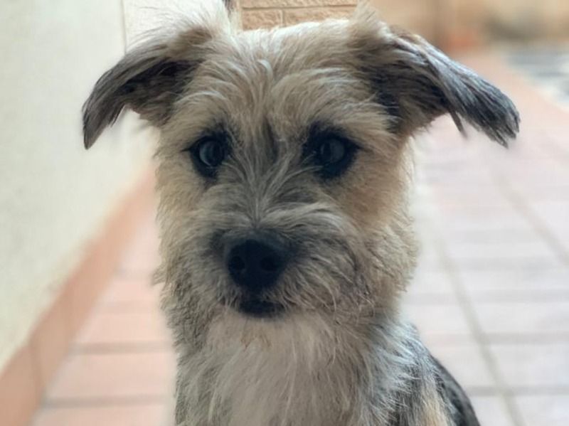 Rocky - Border Terrier | Petmeetly