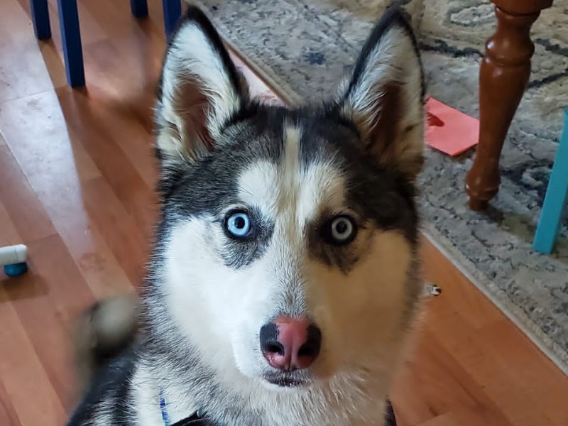 Lobo - Siberian Husky | Petmeetly