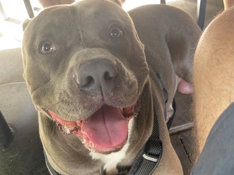 Zeus – Blue nose Pitbull Stud Dog for Breeding in Arizona | Vaccinated