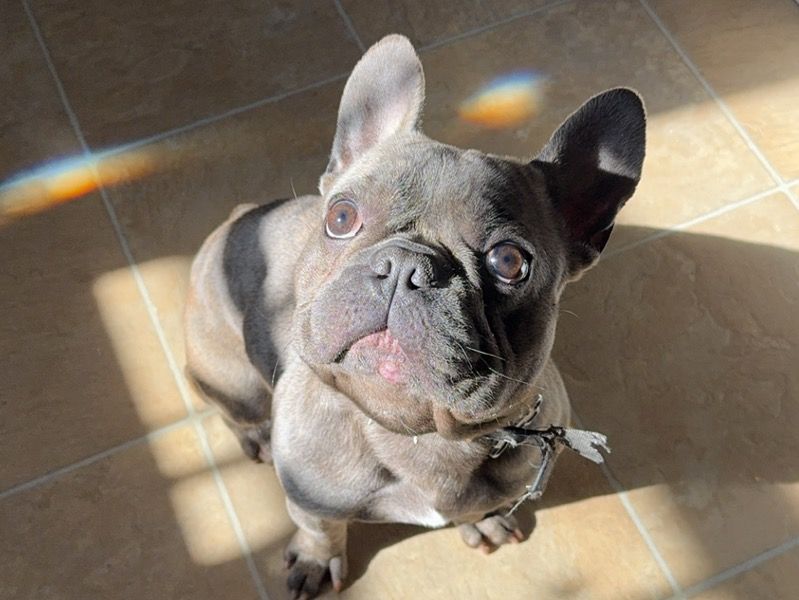 French Bulldog 2 years 8 months old male small named Tank for breeding in Iredell County, North Carolina | Petmeetly