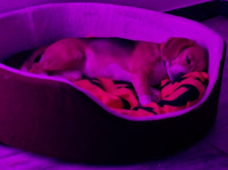 Beagle 3 years 5 months old male medium named Nuggy for breeding in Tiruchirappalli, Tamil Nadu | Petmeetly