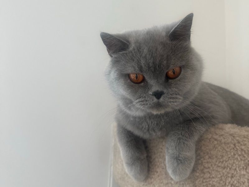 British Shorthair 4 years old female named Bella for breeding in Regional Municipality of Peel, Ontario | Petmeetly