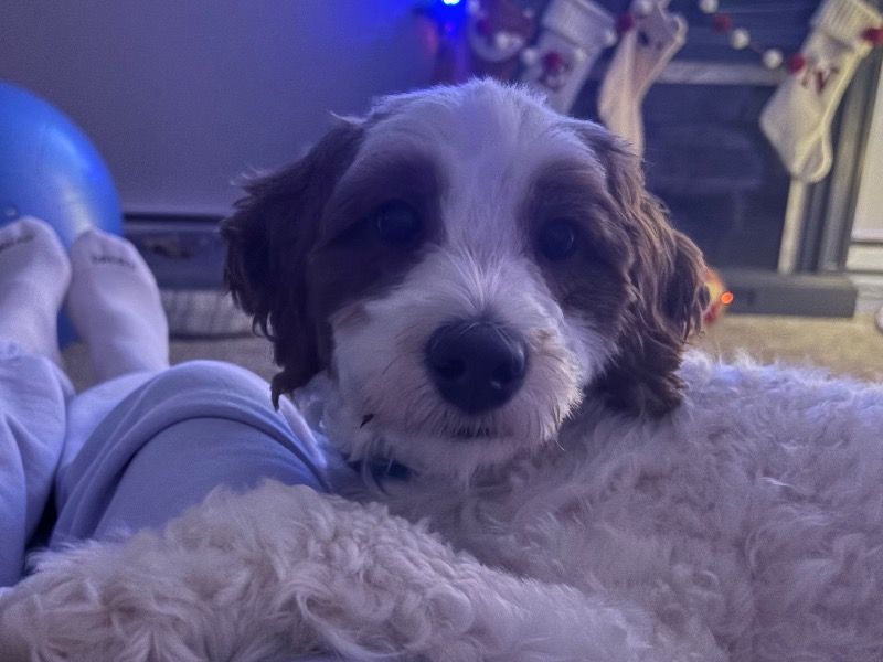 Mylo - Mini Golden Doodle | Petmeetly