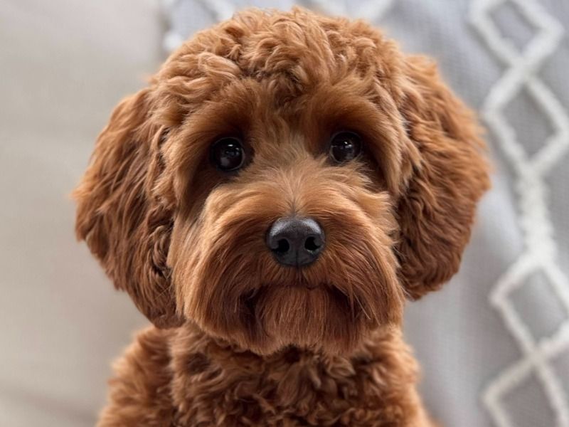 Charlie - Cavalier King Charles Spaniel | Petmeetly