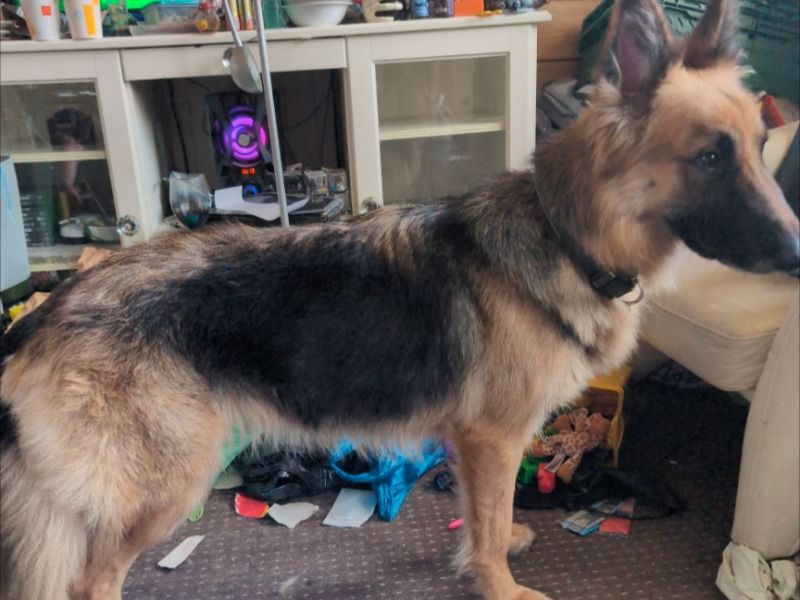 German Shepherd 5 years 2 months old female medium named Kez for sale in West Yorkshire, England | Petmeetly